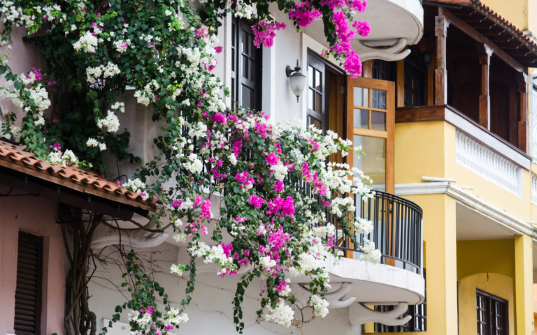 panama cell therapies stem cells