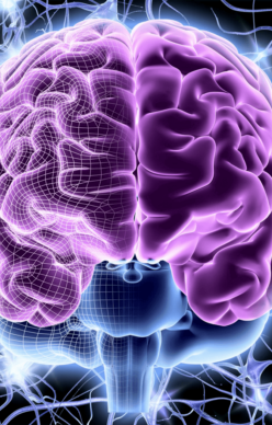 Image showing Brain and its functioning in human body.